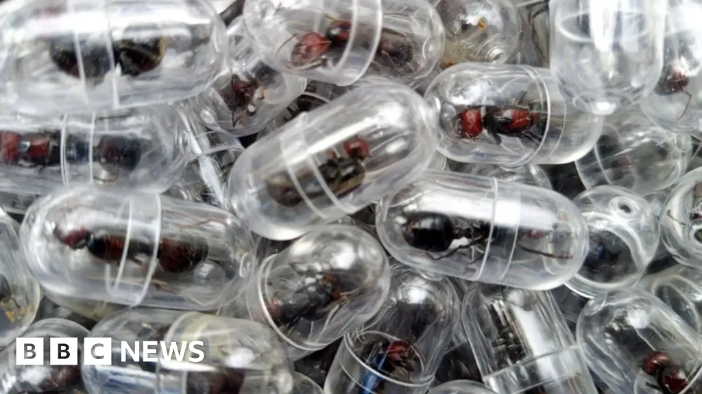 Rows of test tubes containing live queen ants seized in a wildlife-smuggling case in Kenya