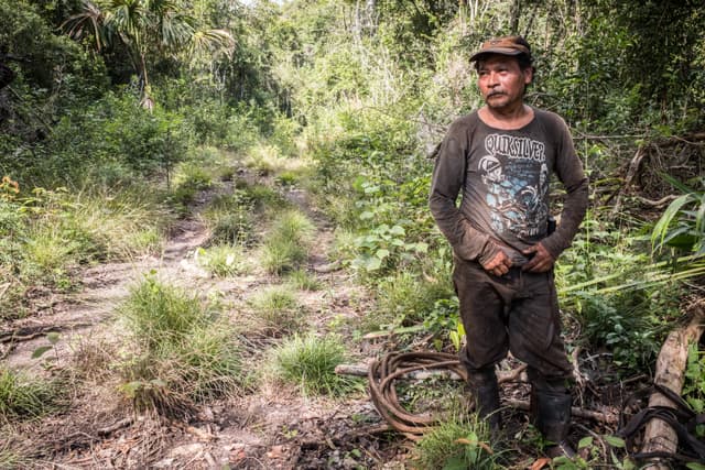 A lush rainforest canopy in Guatemala, viewed from within a conservation enterprise area managed by the Rainforest Alliance