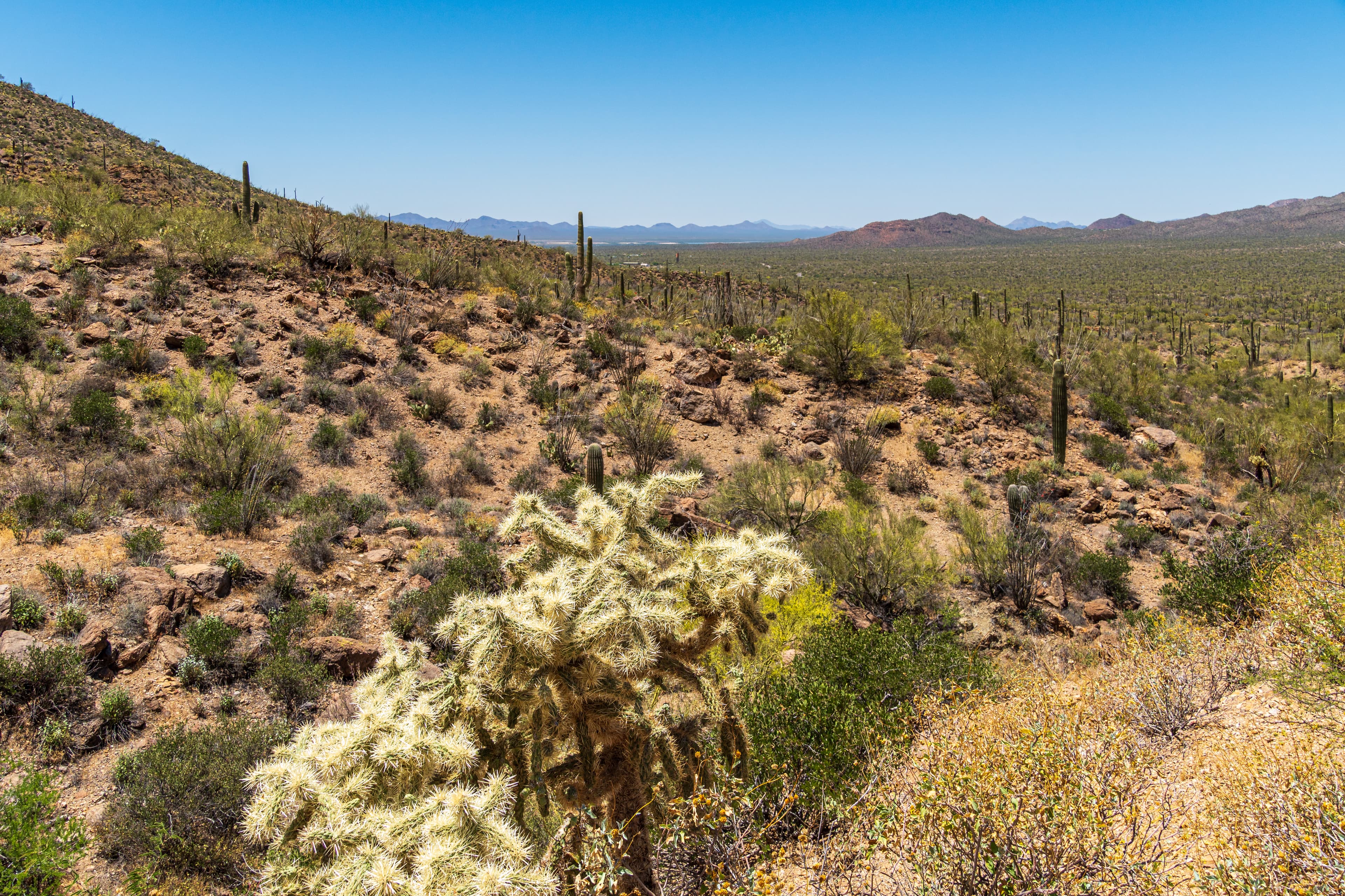 A panoramic desert landscape view from Gates Pass near Tucson, Arizona, showing cacti and mountain ridges at golden hour