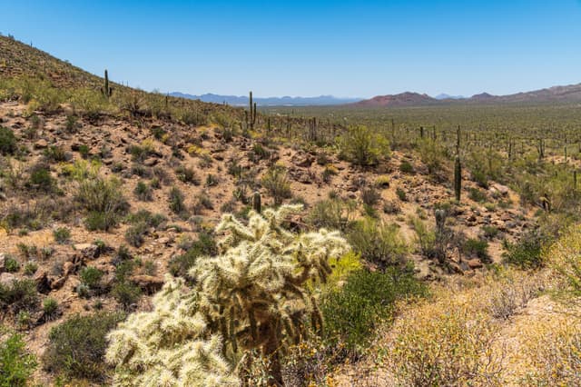 A panoramic desert landscape view from Gates Pass near Tucson, Arizona, showing cacti and mountain ridges at golden hour